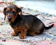 Smooth miniature dachshund puppy