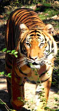 Endangered tiger