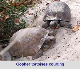 Gopher tortoises courting