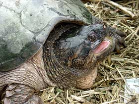 Hudson River Snapping Turtle