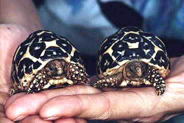 Juvenile Star Tortoises
