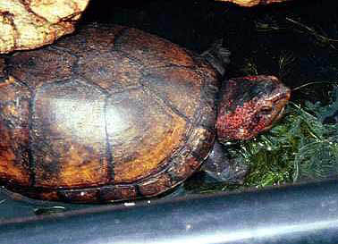 Red-cheeked Mud Turtle