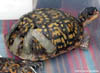 Rehab Box Turtle