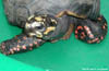 Redfoot Tortoise
