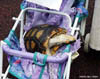 Redfoot in Buggy