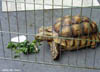 Spur-thigh Tortoise