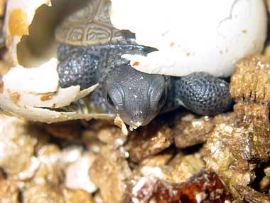 Incubated hatchling emerges
