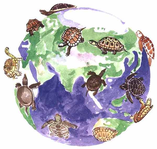 Lucky Turtles World