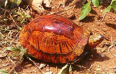 IndoChinese Box Turtle, Cuora galbinifrons