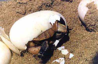 Elongated Tortoise Hatching